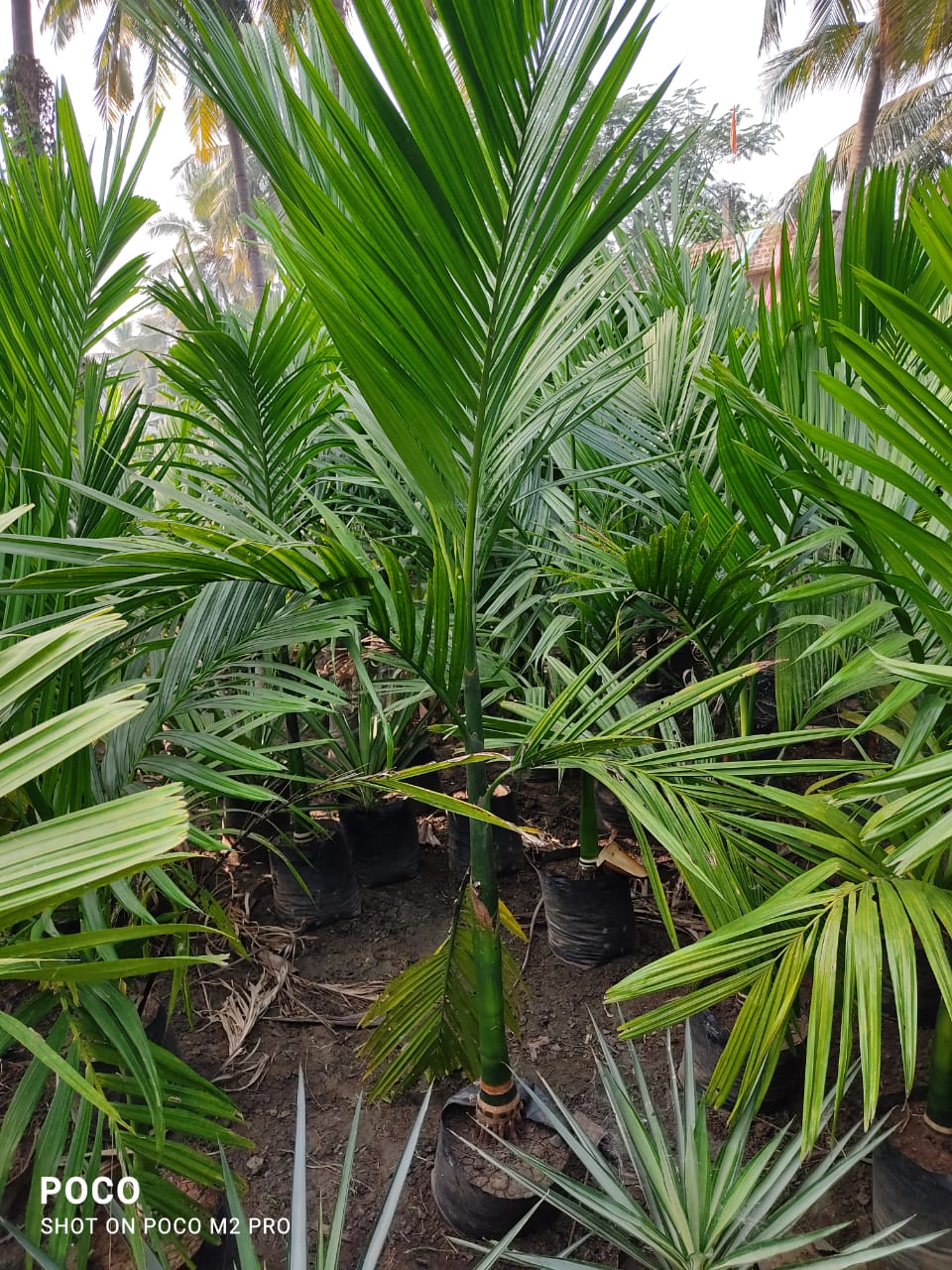 Best Kadiyam Nursery Call 6309717556, Kadiyam Nursery /kadiyam Online